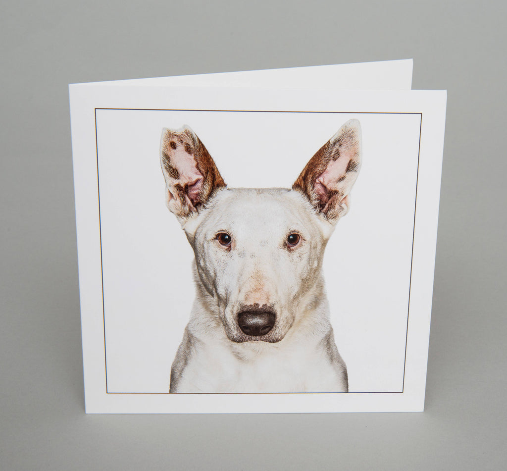 English bull terrier - Dog Greeting Card