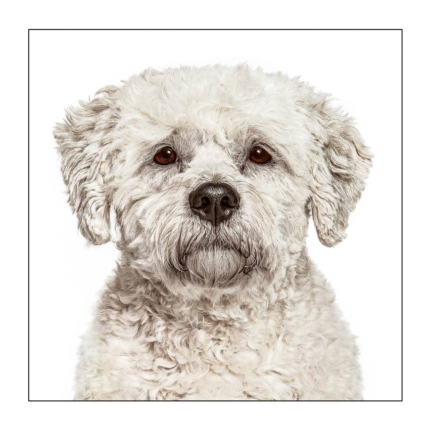 Bichon friese - Dog Greeting Card