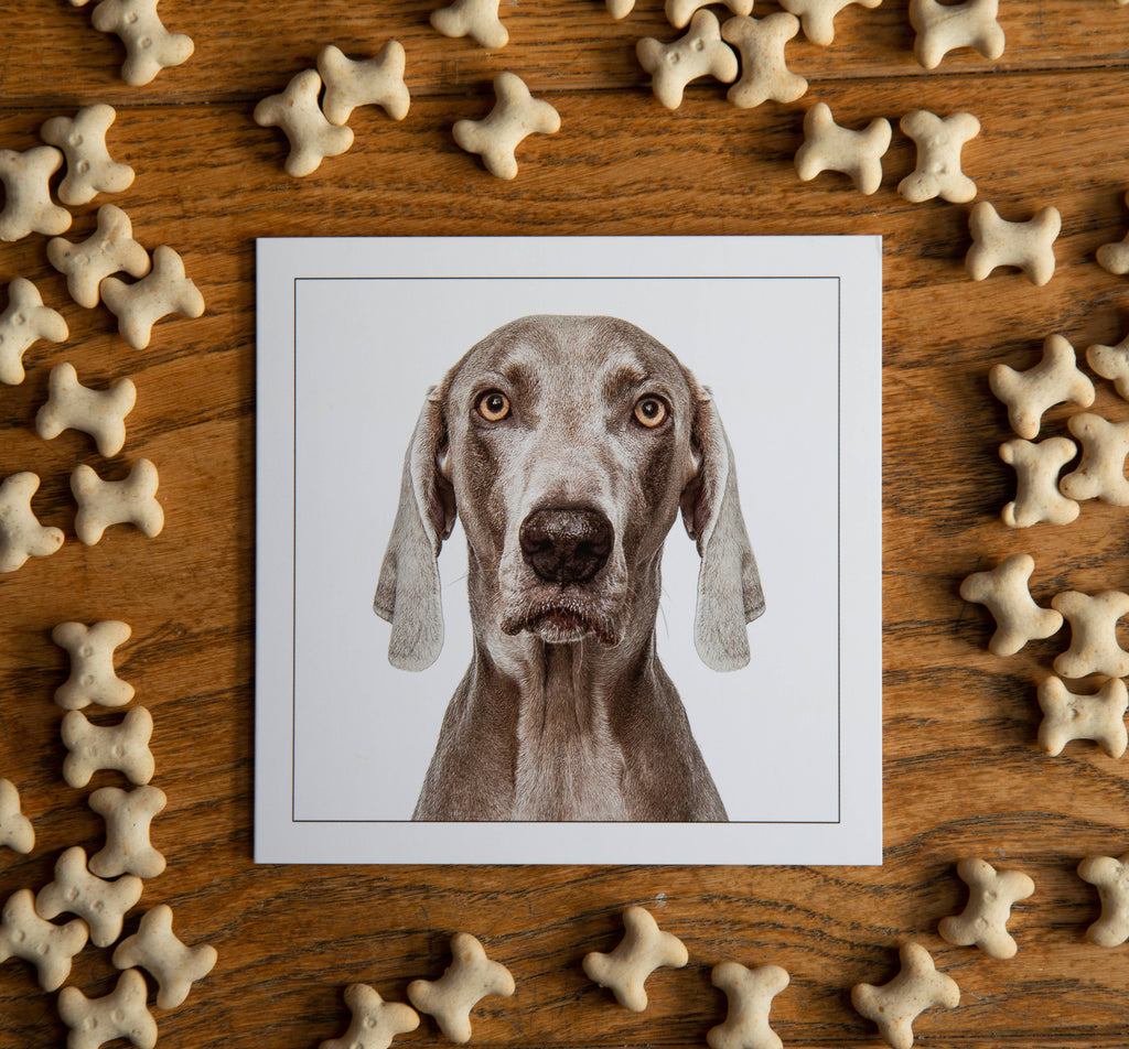 Weimaraner - Dog Greeting Card