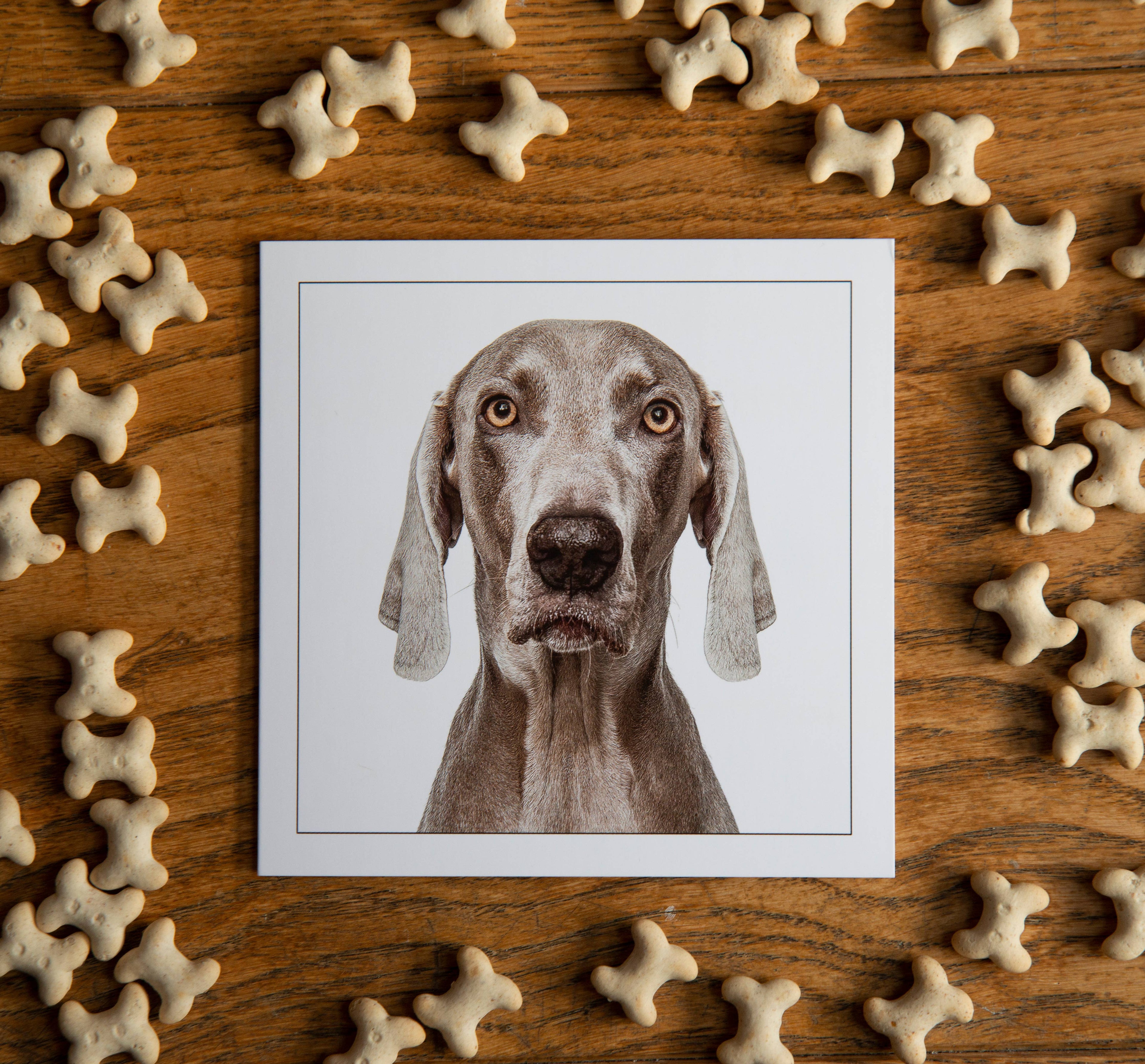 Weimaraner - Dog Greeting Card