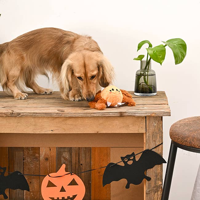 HugSmart Pet - Howloween Night | Spider - Dog Ball Toy