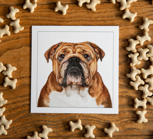 Authentic English Bulldog - Dog Greeting Card