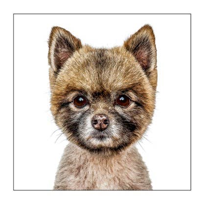 Pomeranian - Dog Greeting Card