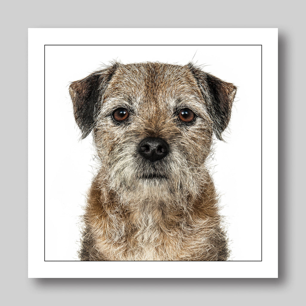 Border terrier  - Dog Greeting Card
