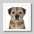 Border terrier  - Dog Greeting Card