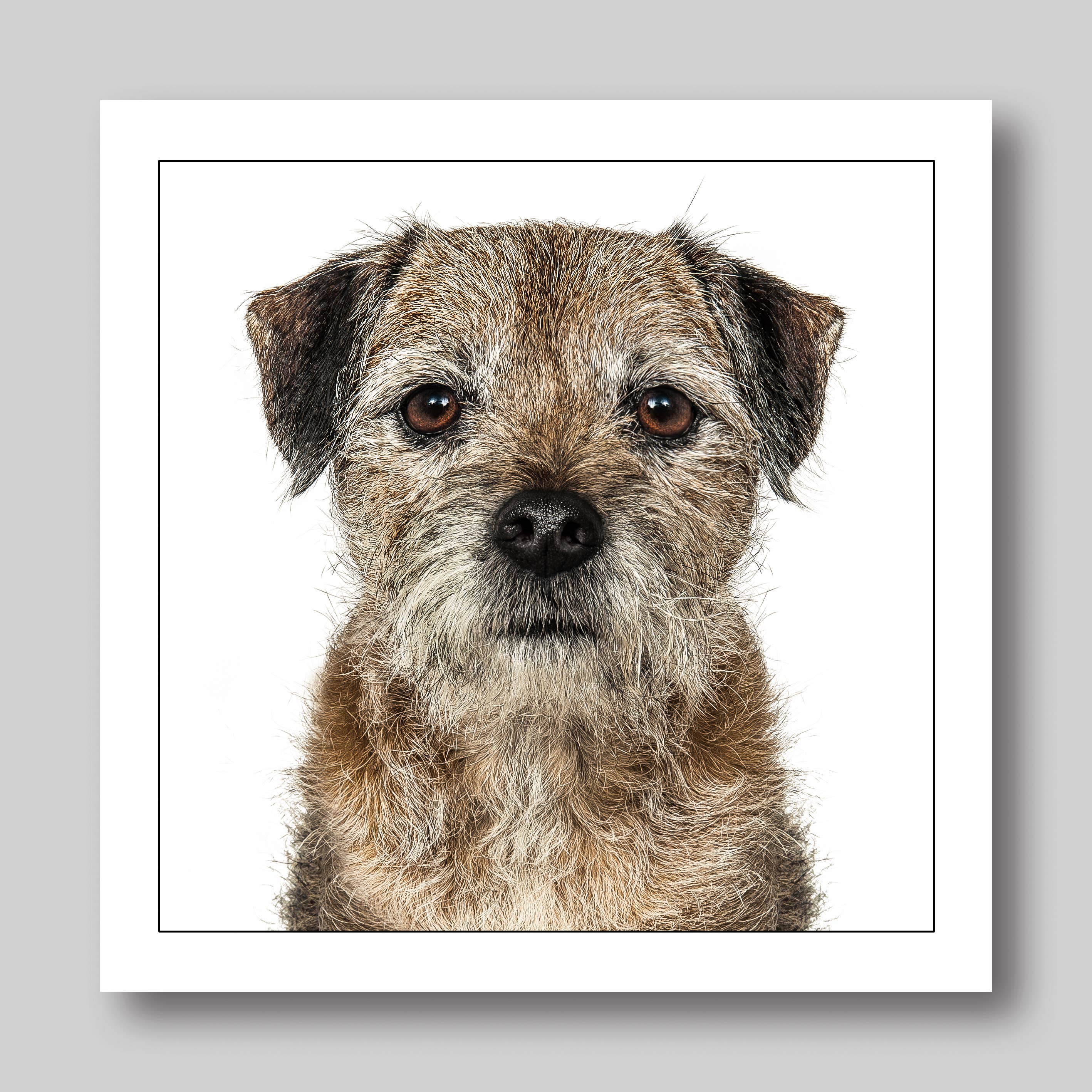 Border terrier  - Dog Greeting Card
