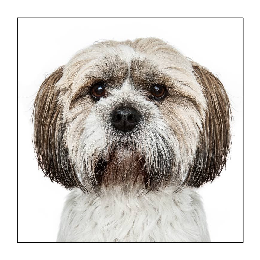 Shih tzu - Dog Greeting Card