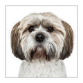 Shih tzu - Dog Greeting Card