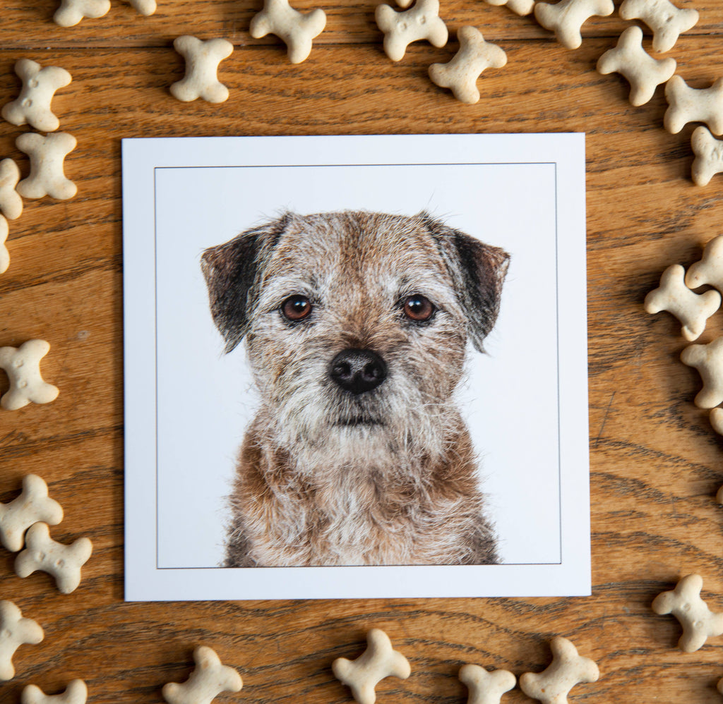 Border terrier  - Dog Greeting Card