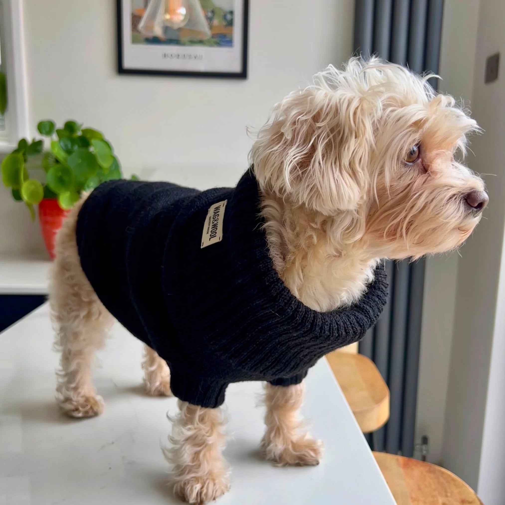 Black British Wool Dog Jumper