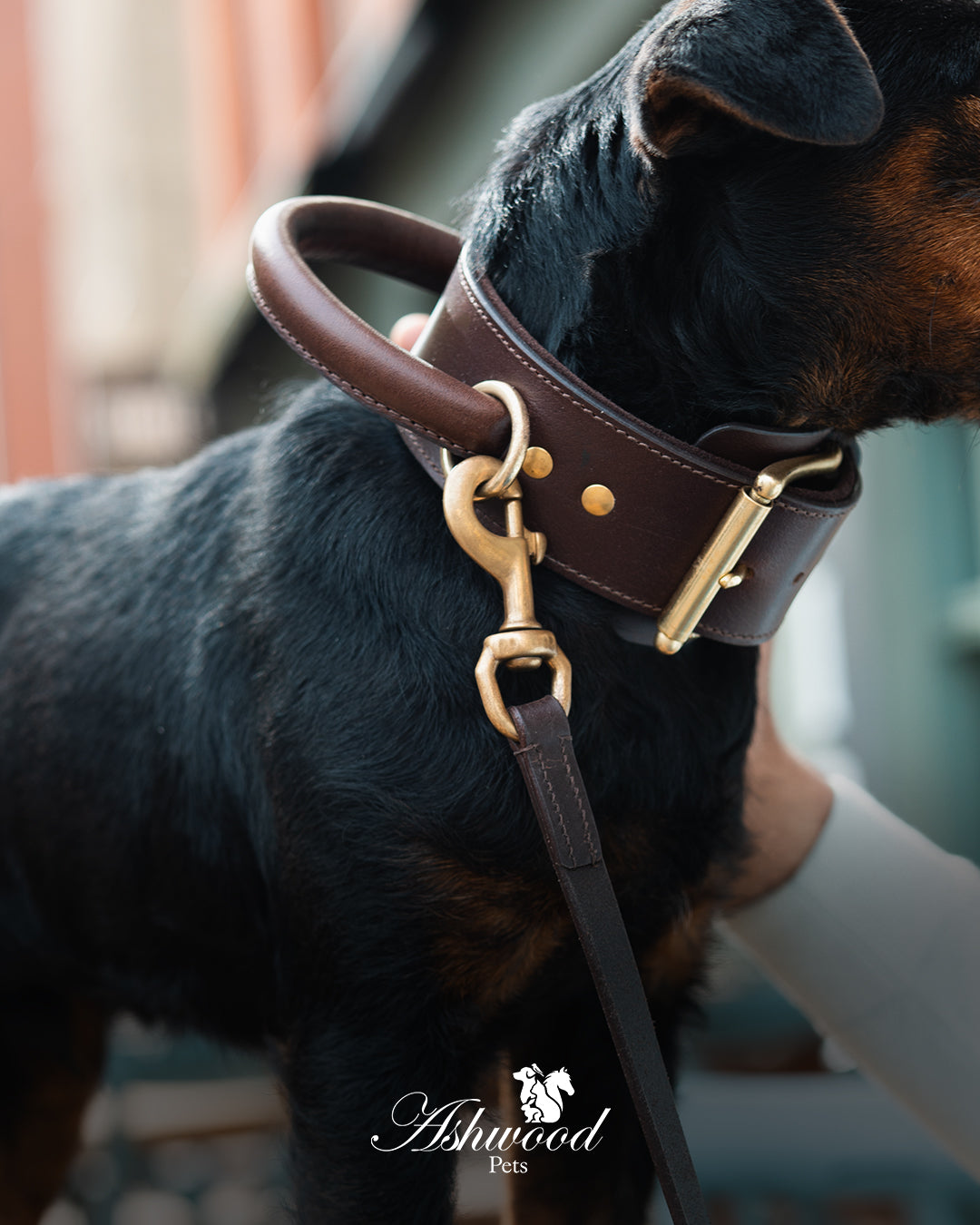 Leather Dog Collar with Traffic Handle - Signature Range