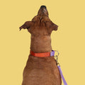 Martingale Collar / Orange + Lilac