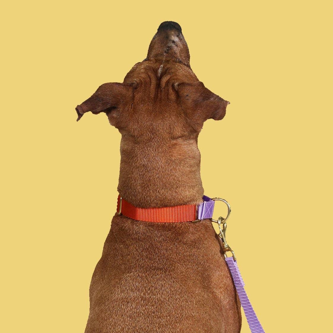 Martingale Collar / Orange + Lilac