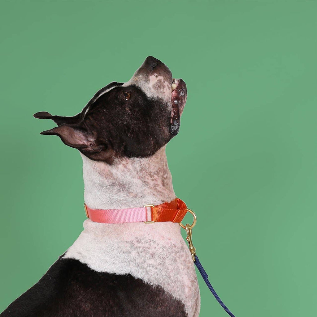 Martingale Collar / Pink + Orange