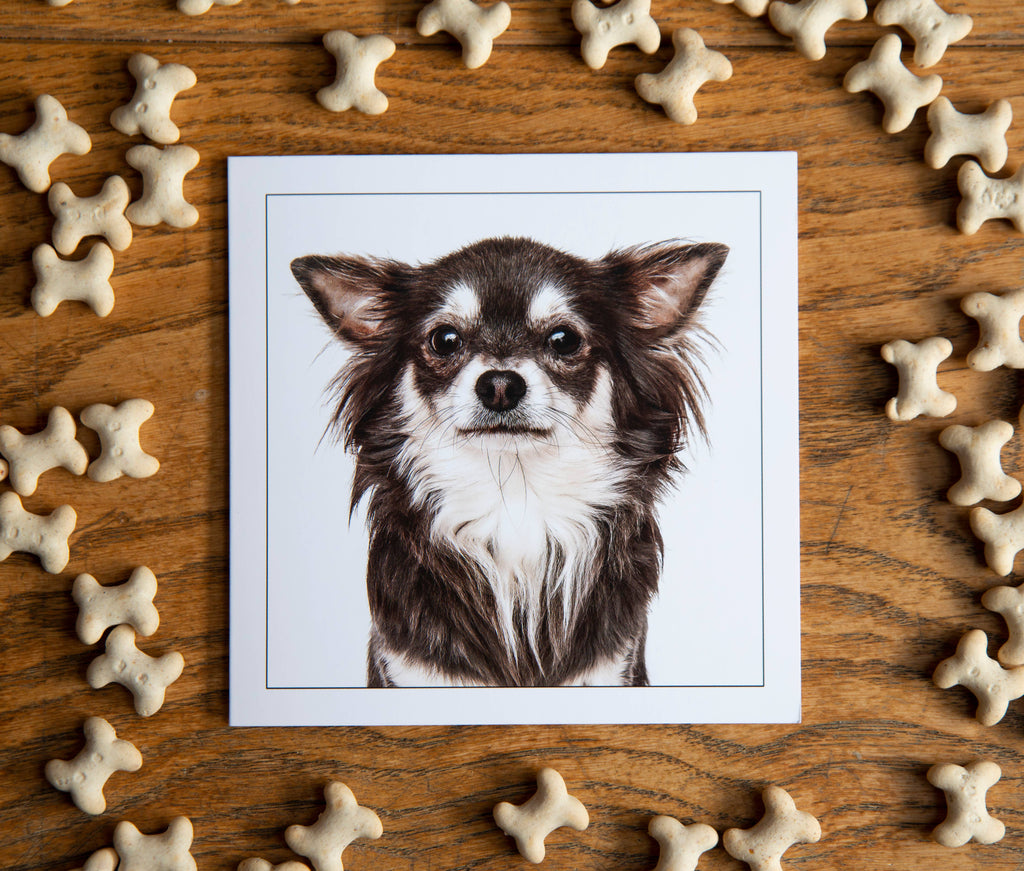 Long haired chihuahua - Dog Greeting Card