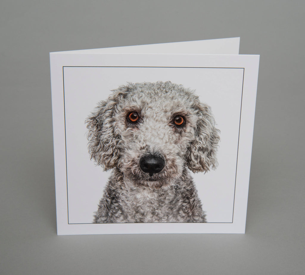 Bedlington terrier  - Dog Greeting Card