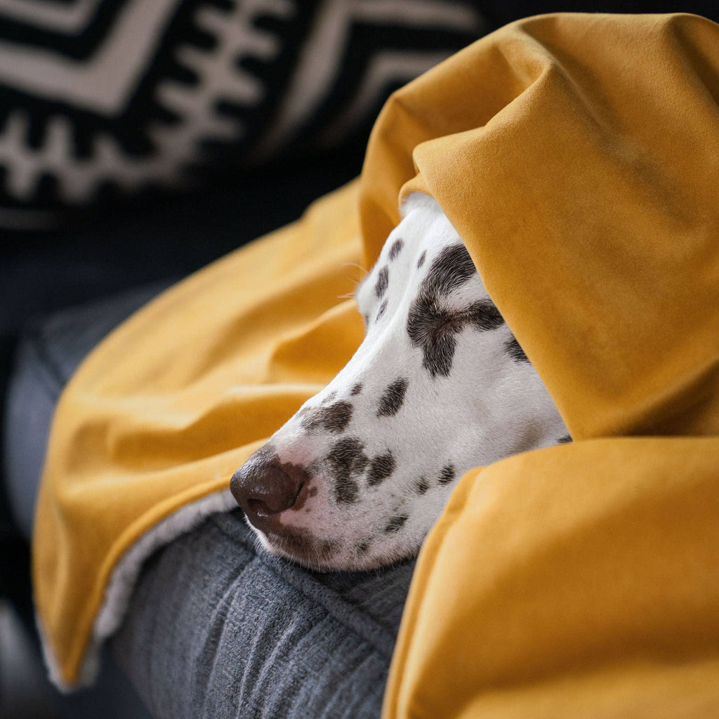 Dog & Puppy Blanket in Saffron Velvet