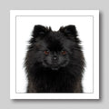 Pomaranian blank dog greeting card