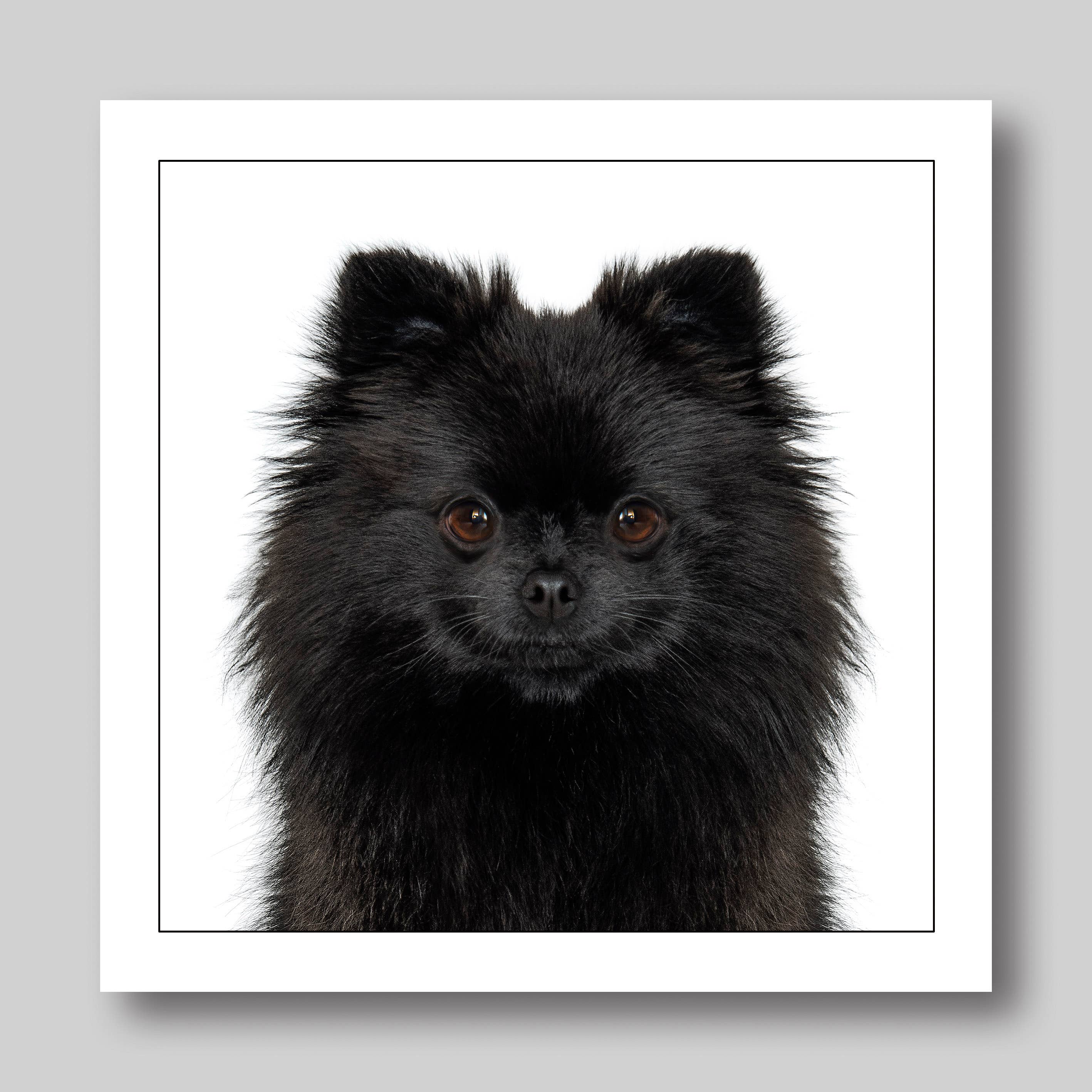 Pomaranian blank dog greeting card