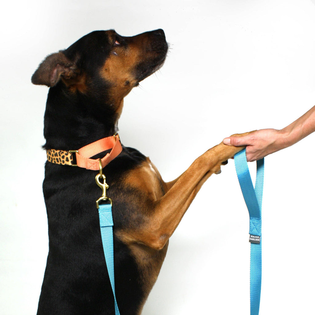 Martingale Collar / Leopard + Peach
