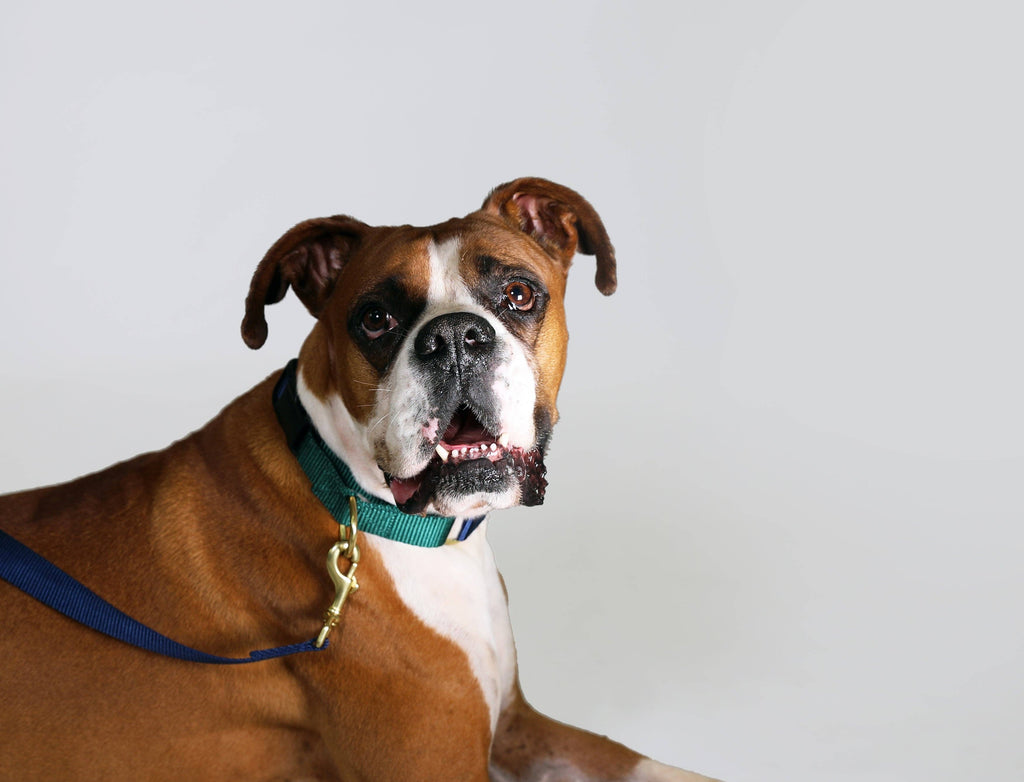 Martingale Collar / Navy + Forest