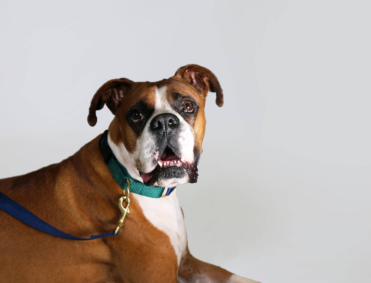 Martingale Collar / Navy + Forest