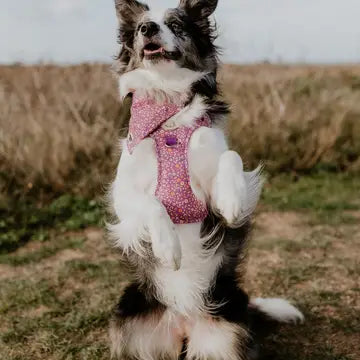 Ditsy Floral Purple Ultra Comfort Dog Harness