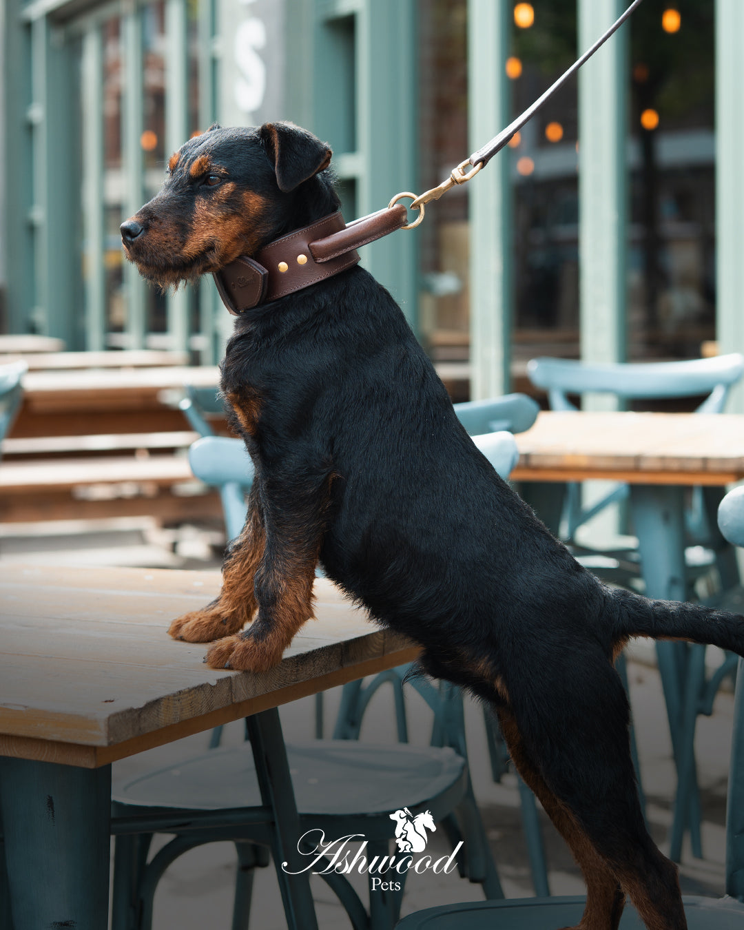 Leather Dog Collar with Traffic Handle - Signature Range
