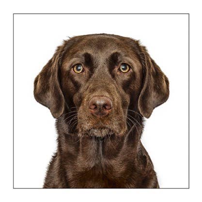 Labrador chocolate - Dog Greeting Card
