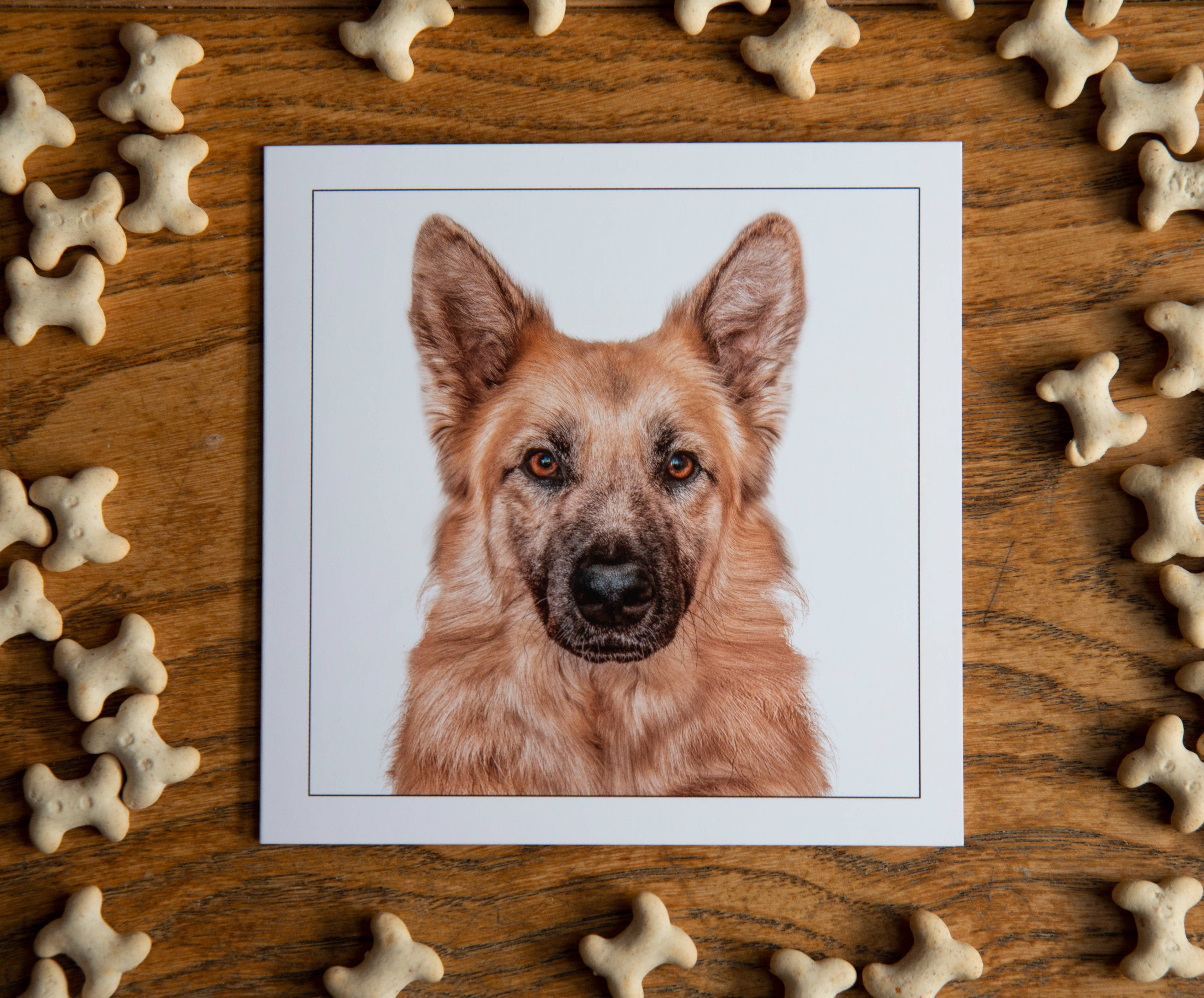 Alsatian -  Dog Greeting Card