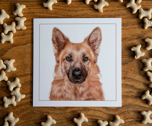 Alsatian -  Dog Greeting Card
