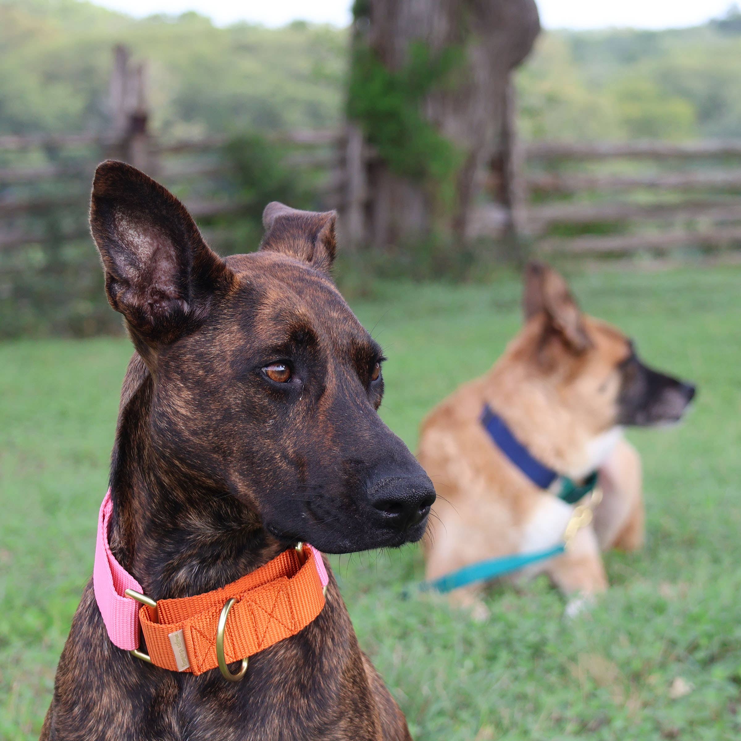 Wide Martingale Collar