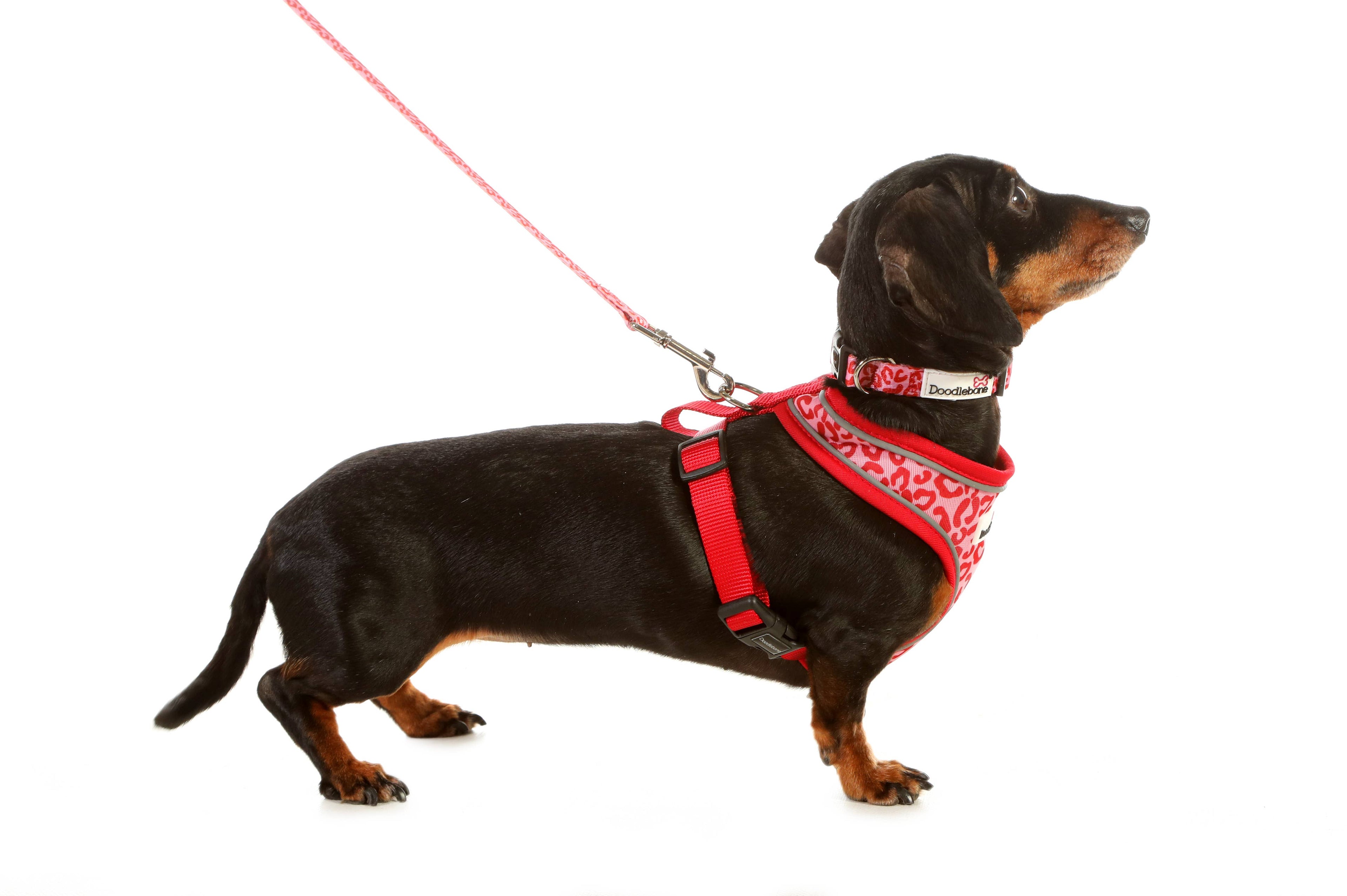 Airmesh Dog Harness