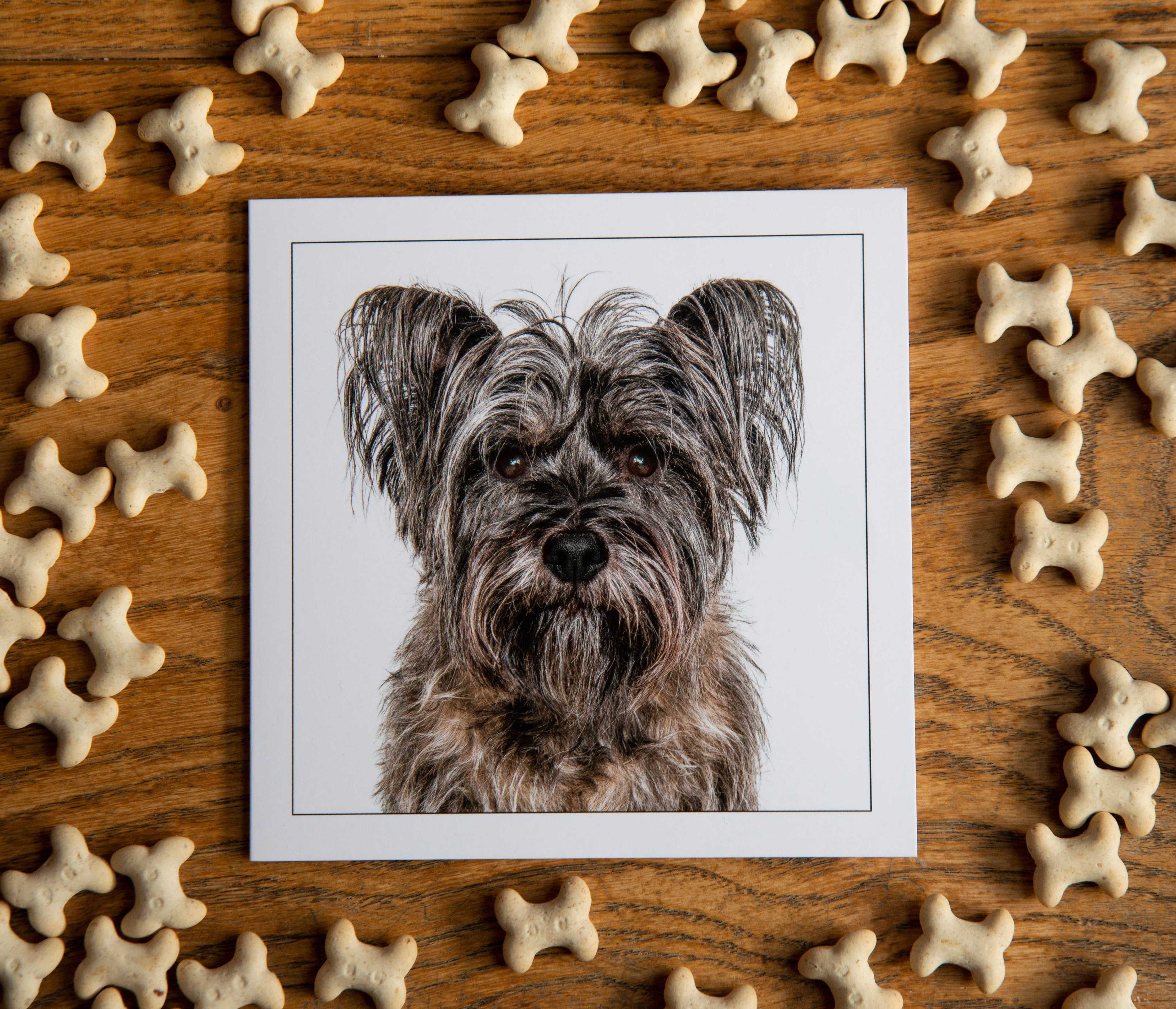 Cairn terrier - Dog Greeting Card