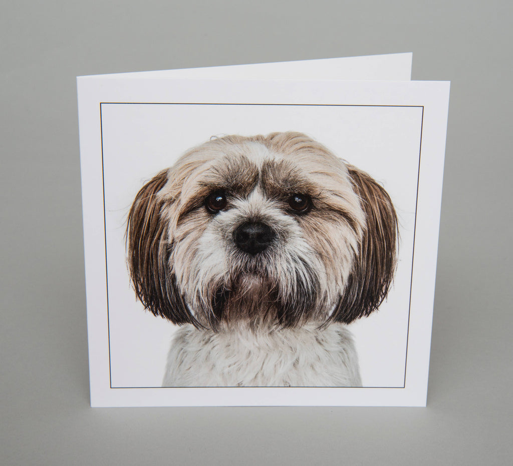 Shih tzu - Dog Greeting Card