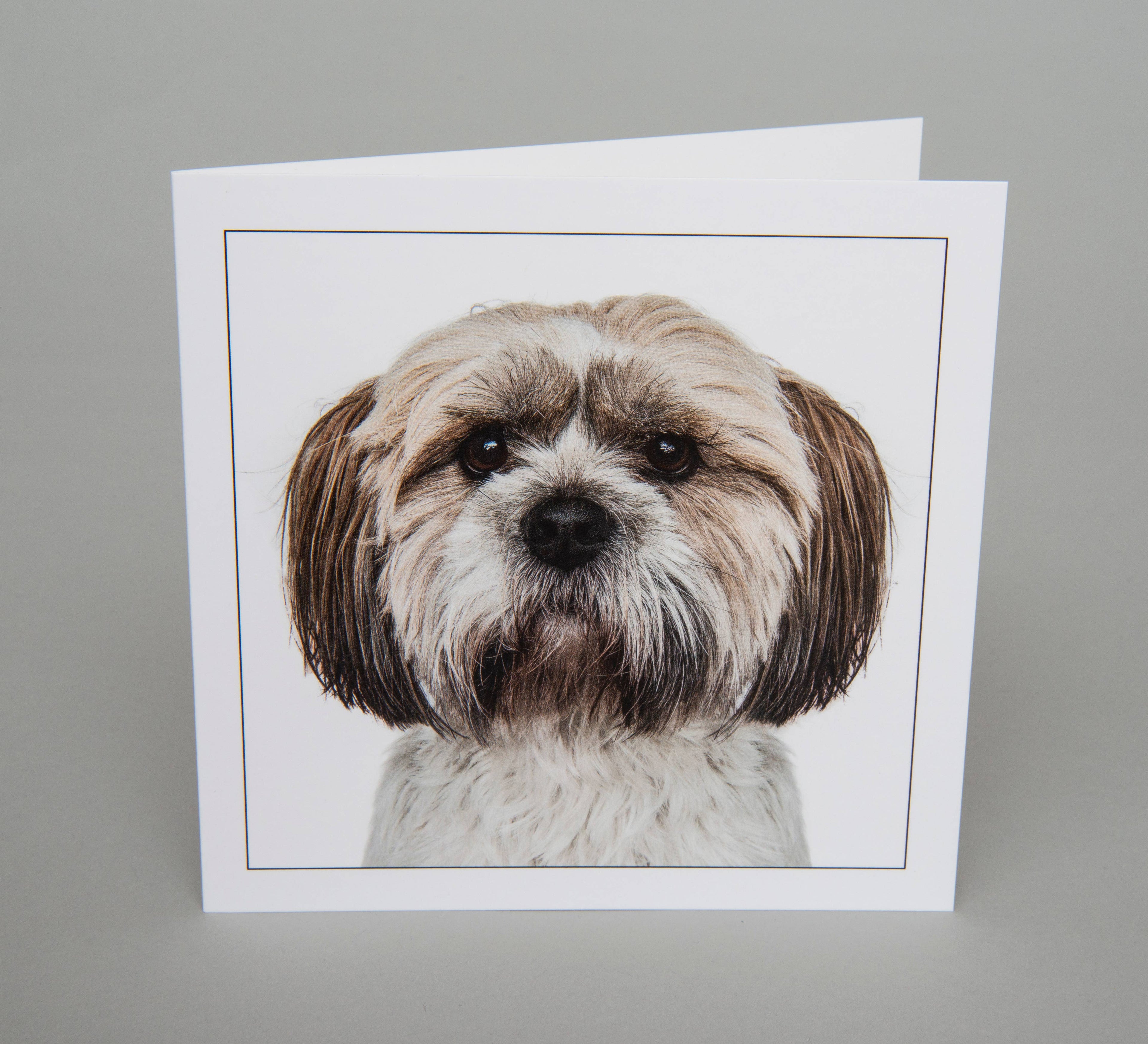 Shih tzu - Dog Greeting Card