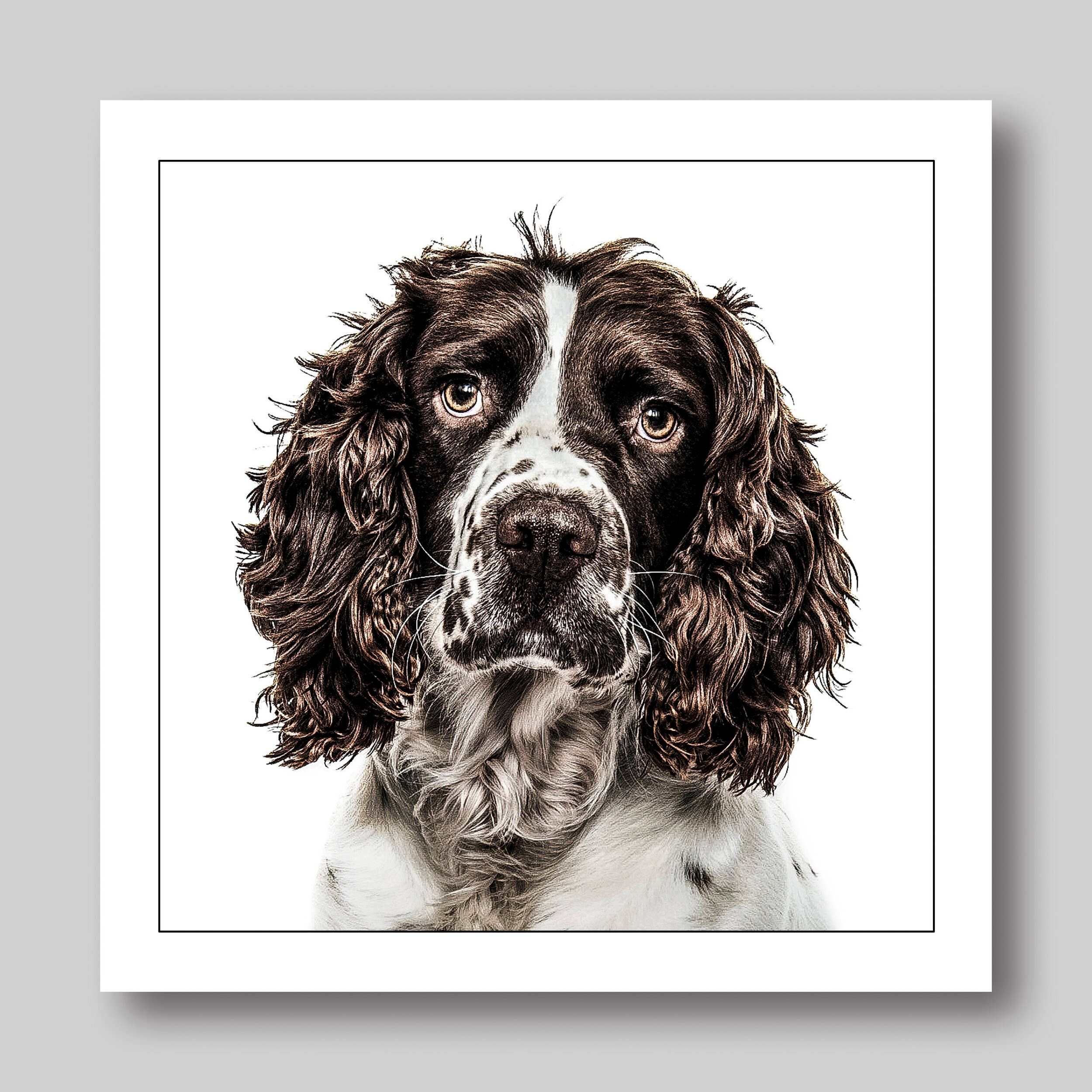 Cocker spaniel - Dog Greeting Card