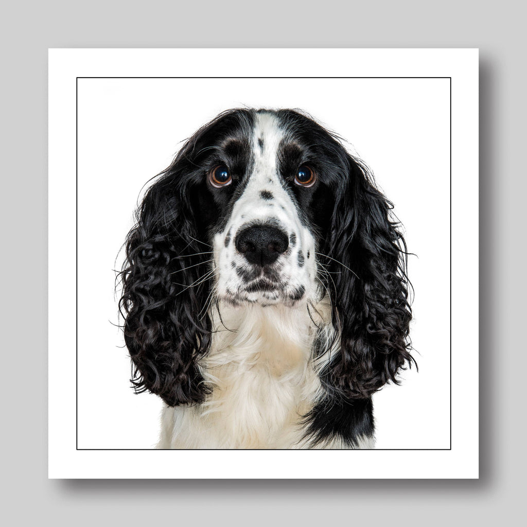 Black cocker spaniel  - Dog Greeting Card