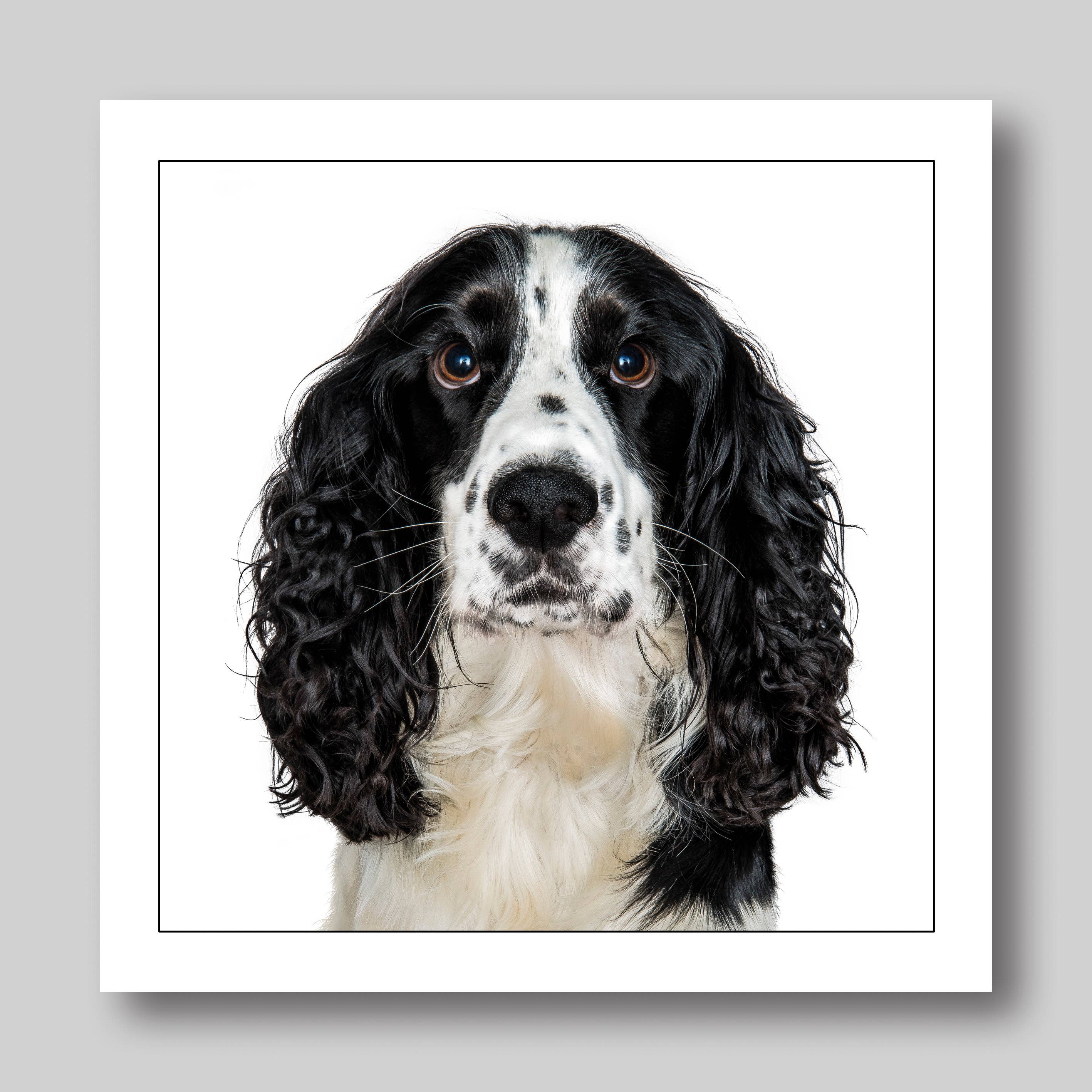 Black cocker spaniel  - Dog Greeting Card
