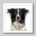 Border Collie - Dog Greeting Card