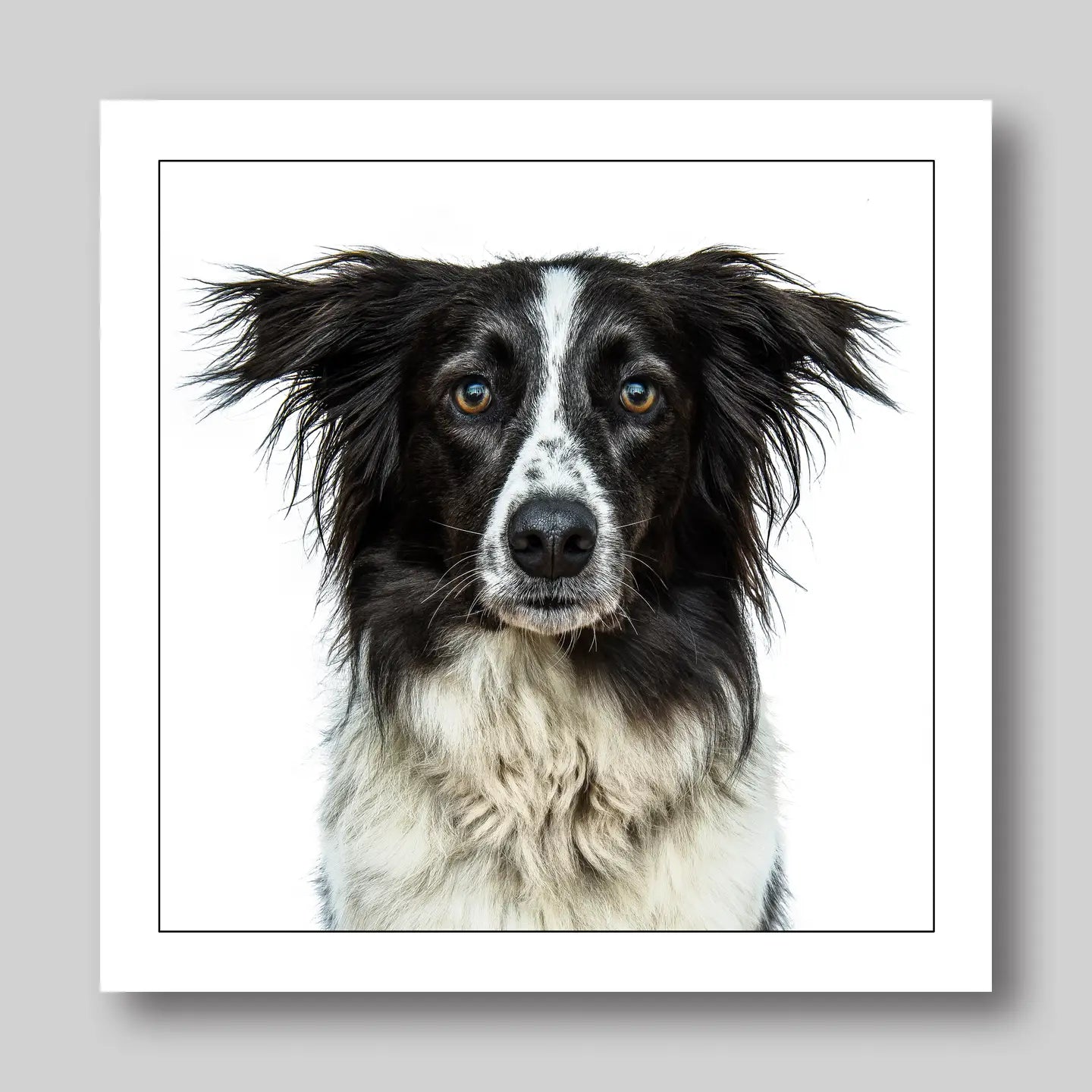 Border Collie - Dog Greeting Card