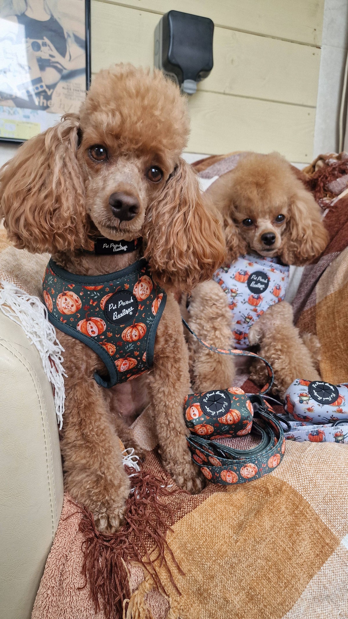 Harvest Pumpkin Patch Dog Lead (autumn)