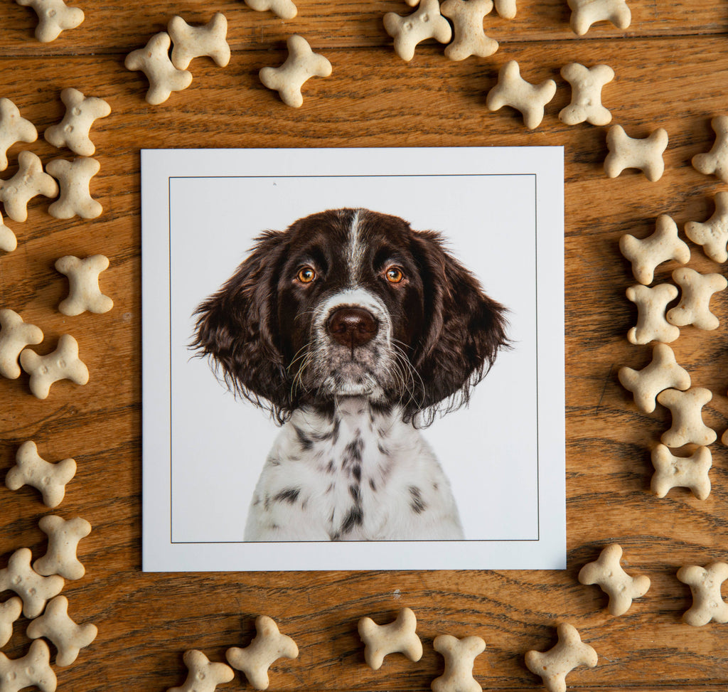Pointer - Dog Greeting Card