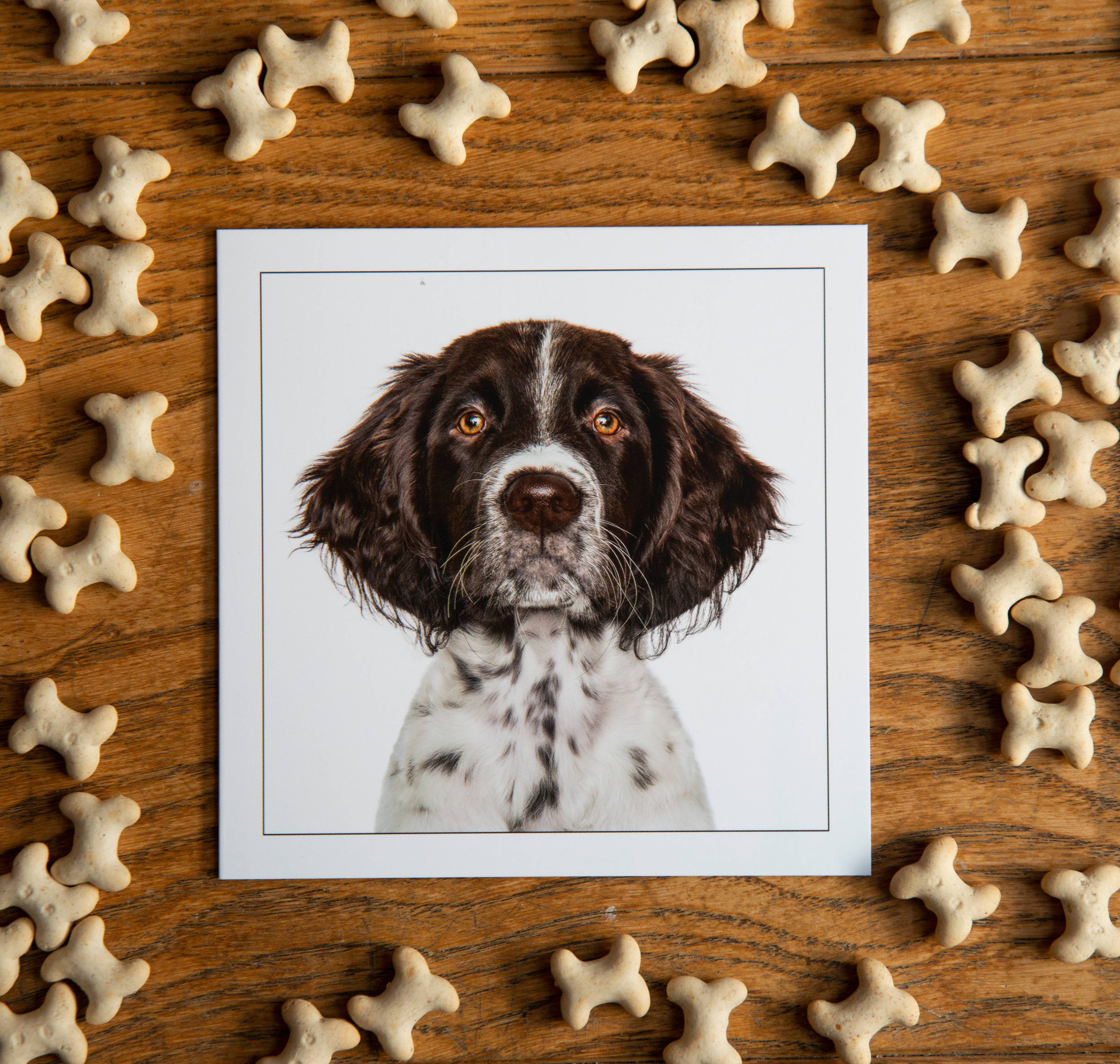 Pointer - Dog Greeting Card