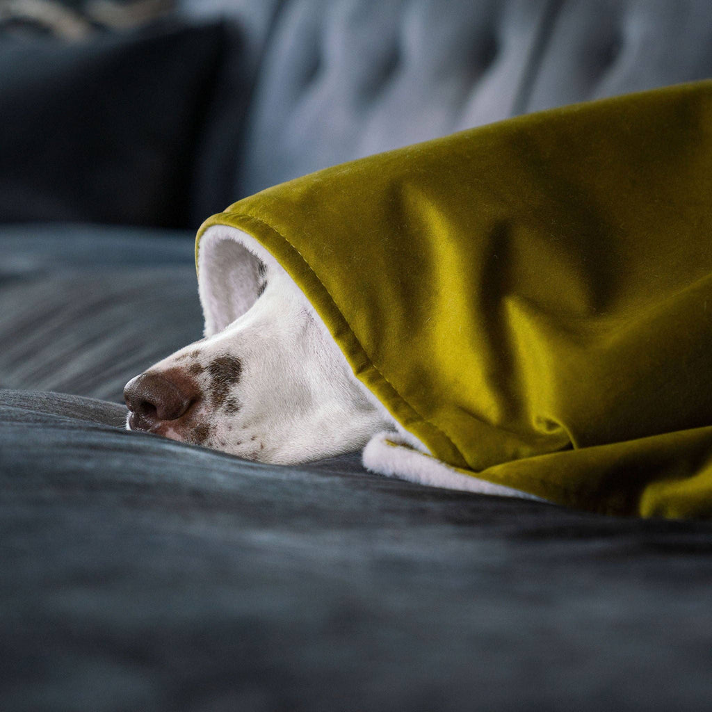 Dog & Puppy Blanket in Olive Velvet