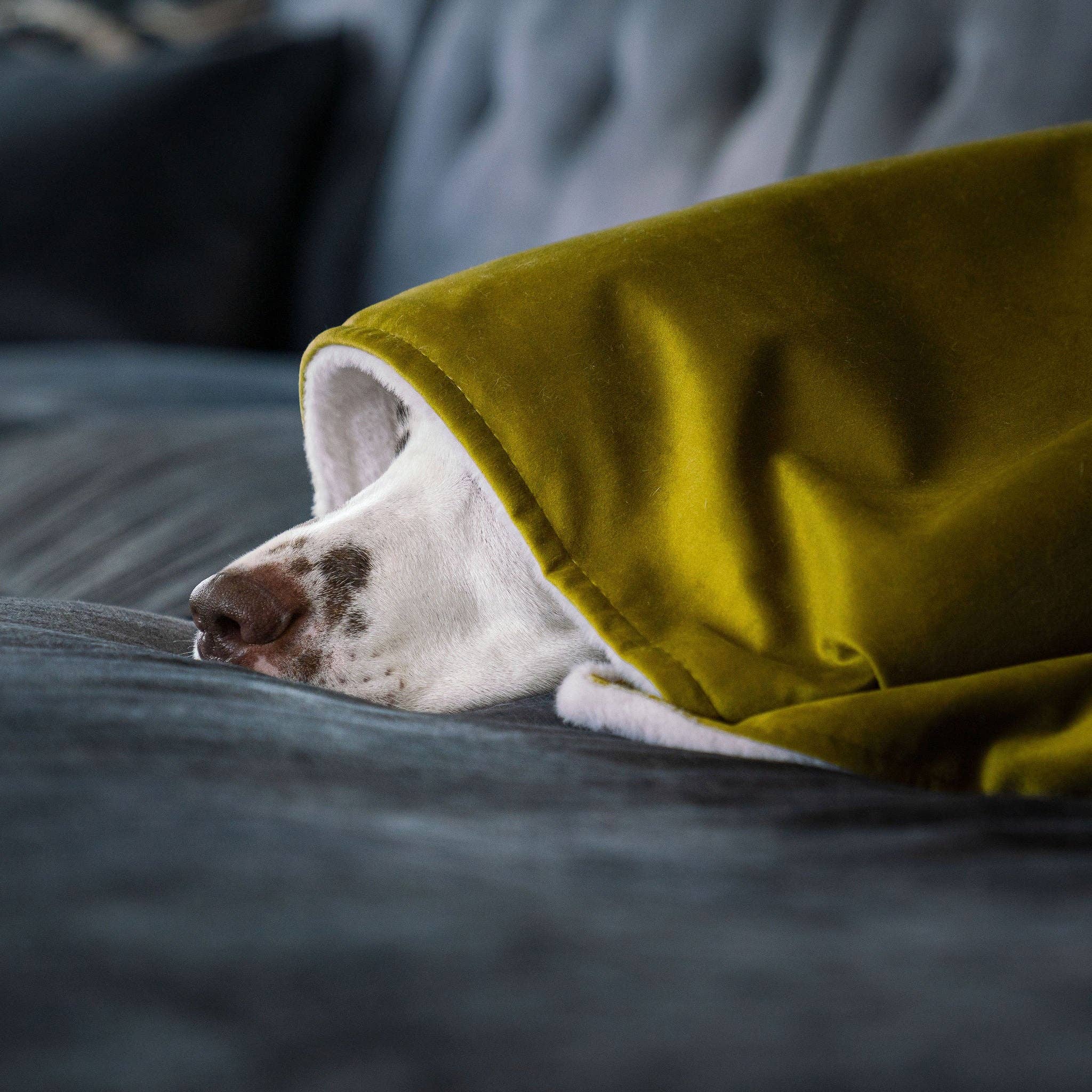 Dog & Puppy Blanket in Olive Velvet