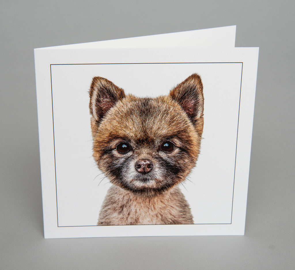 Pomeranian - Dog Greeting Card