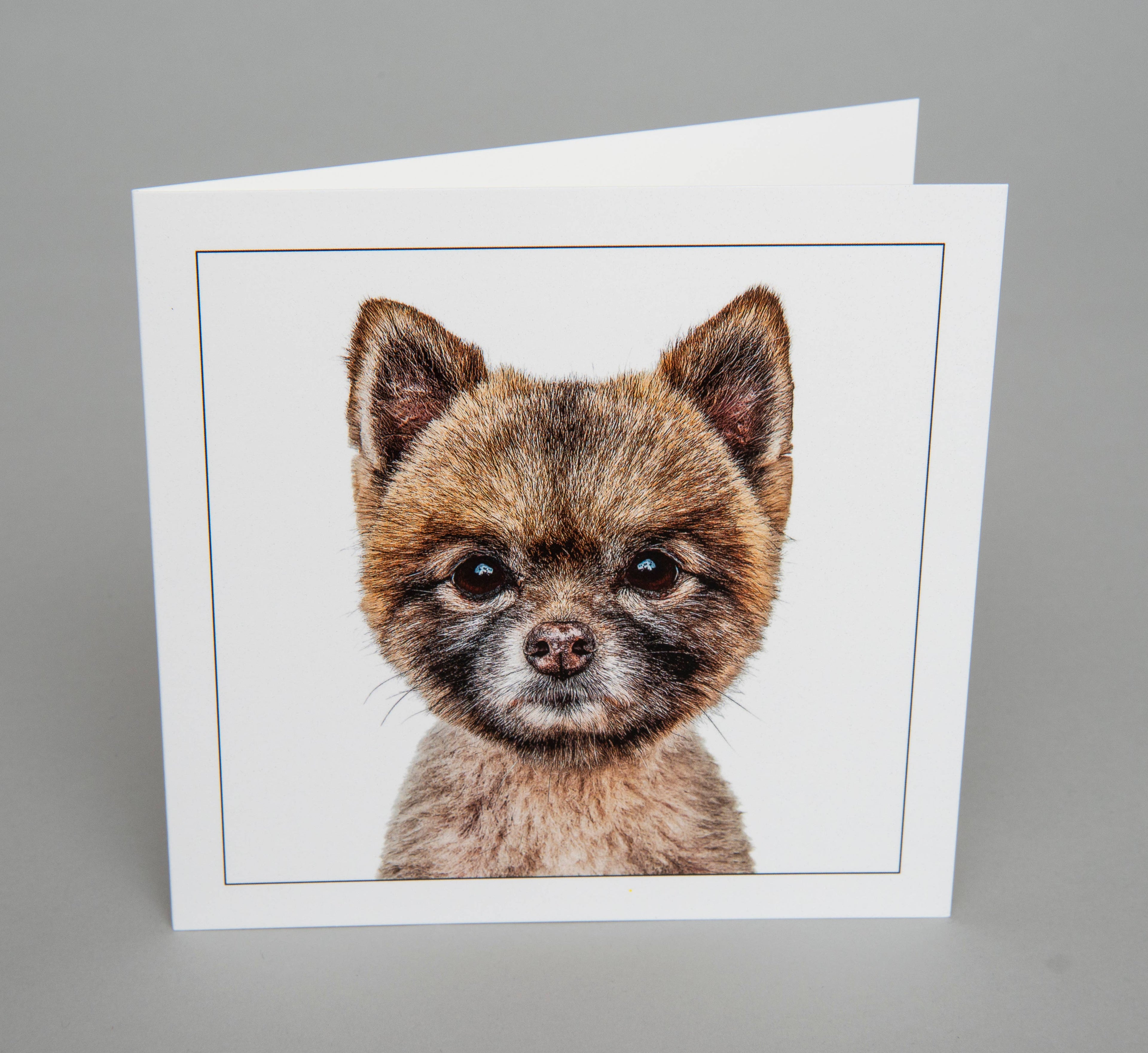 Pomeranian - Dog Greeting Card