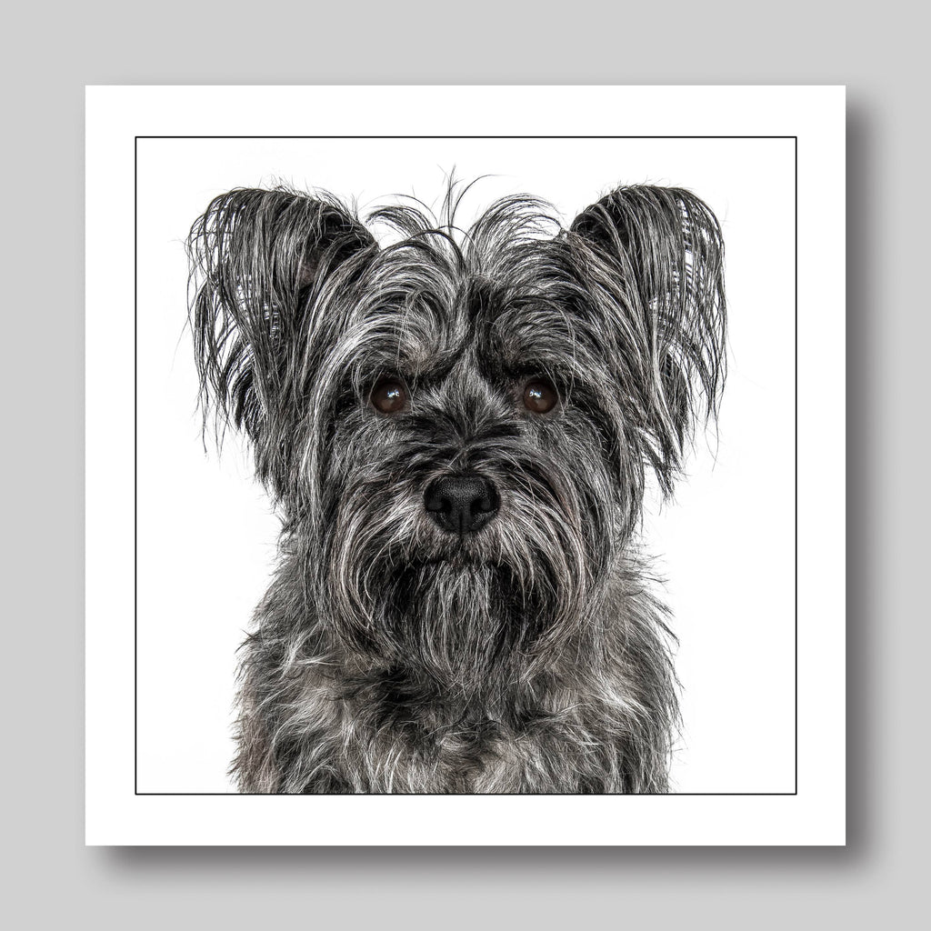 Cairn terrier - Dog Greeting Card