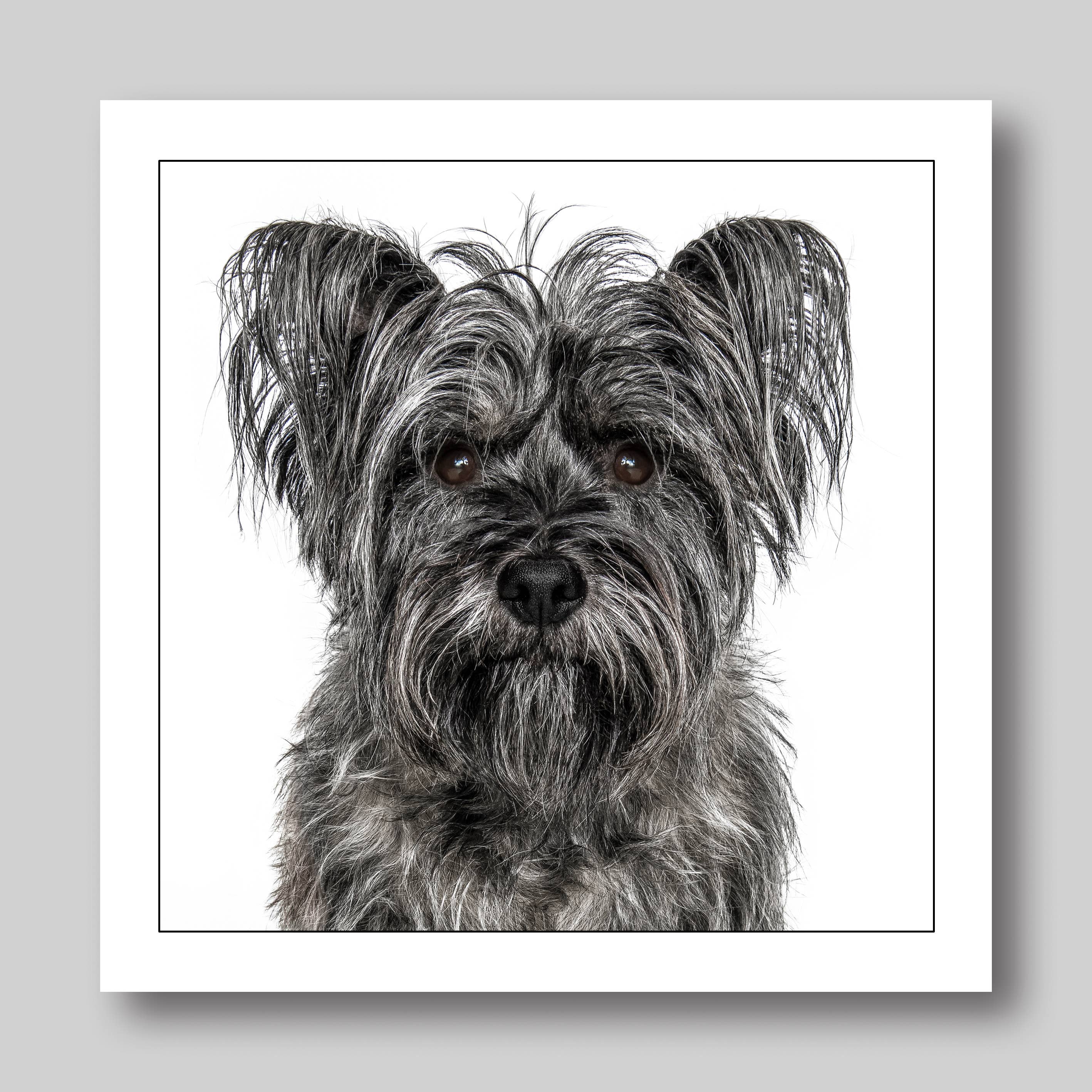 Cairn terrier - Dog Greeting Card
